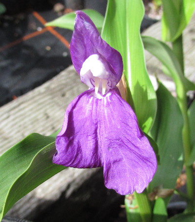 Roscoea auriculata